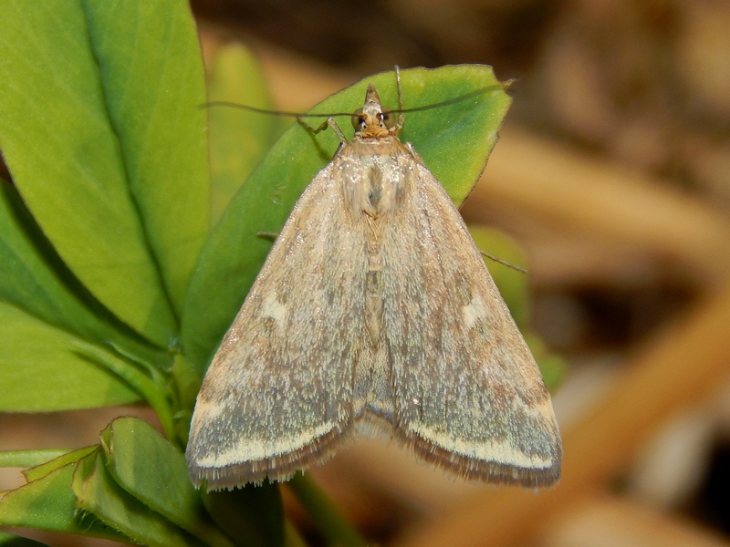 Lepidotteri da ID